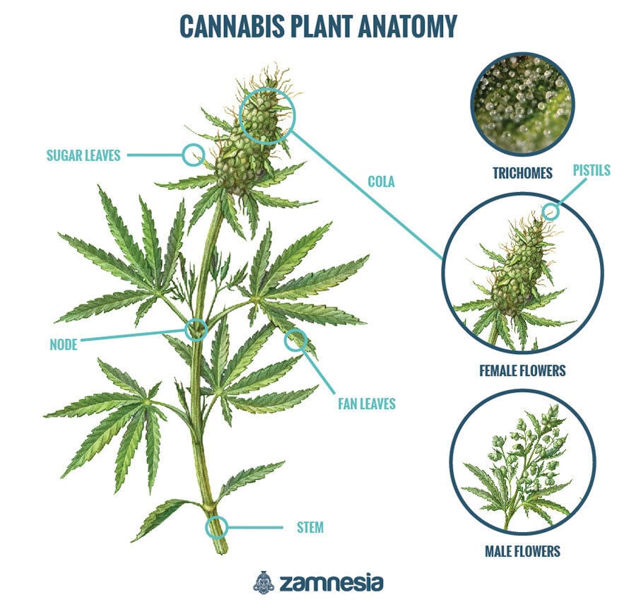 Cannabis Anatomy Getting To Know The Cannabis Plant Zamnesia Usa 3147